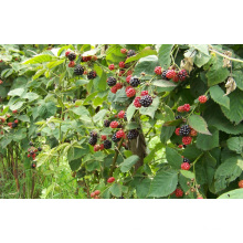 IQF Freezing Organic Blackberry Zl-033